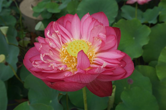 荷花4