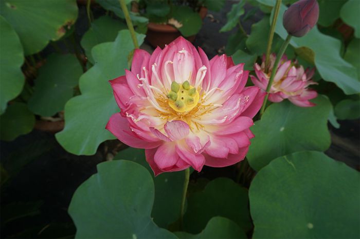 荷花4