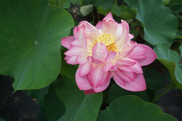 荷花4