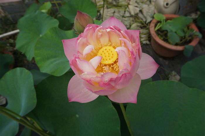 荷花4