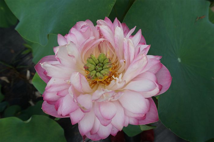 荷花4