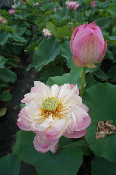 荷花4