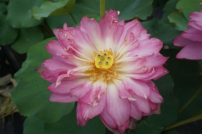 荷花4
