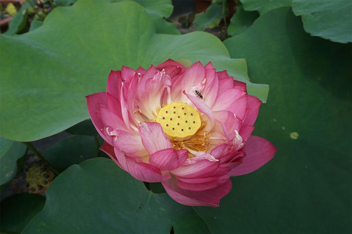 荷花4