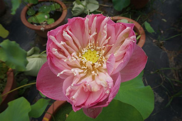 荷花4