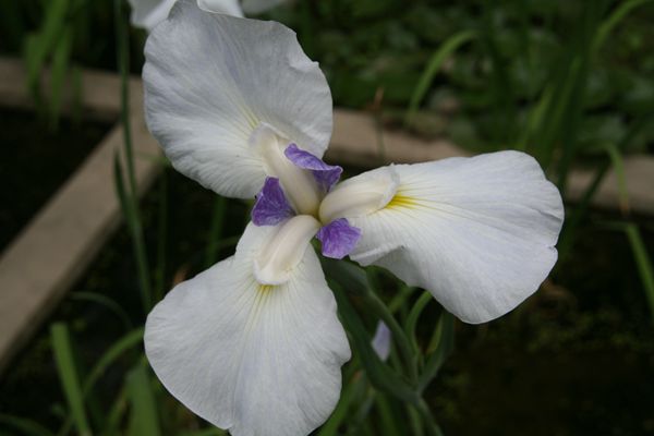 花菖蒲系列二