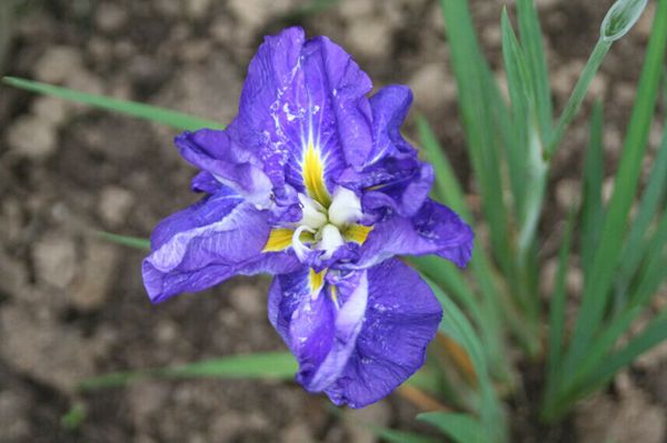 花菖蒲系列三