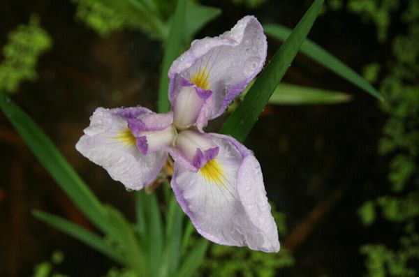 花菖蒲系列三