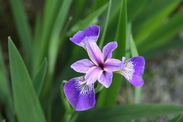 花菖蒲系列三