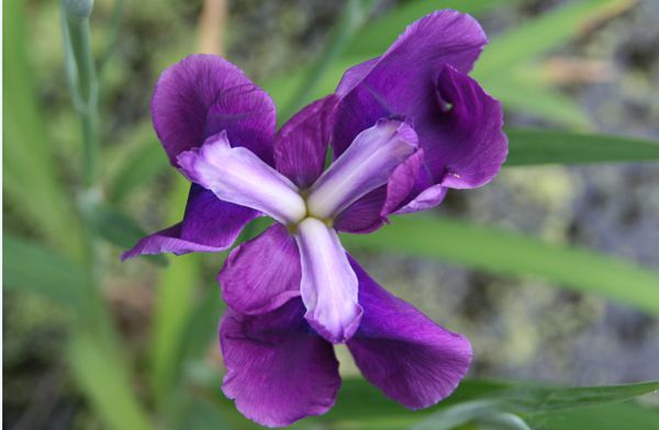 花菖蒲系列三
