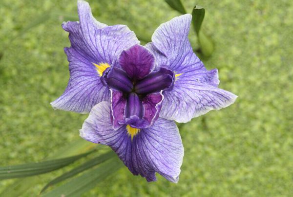 花菖蒲系列三