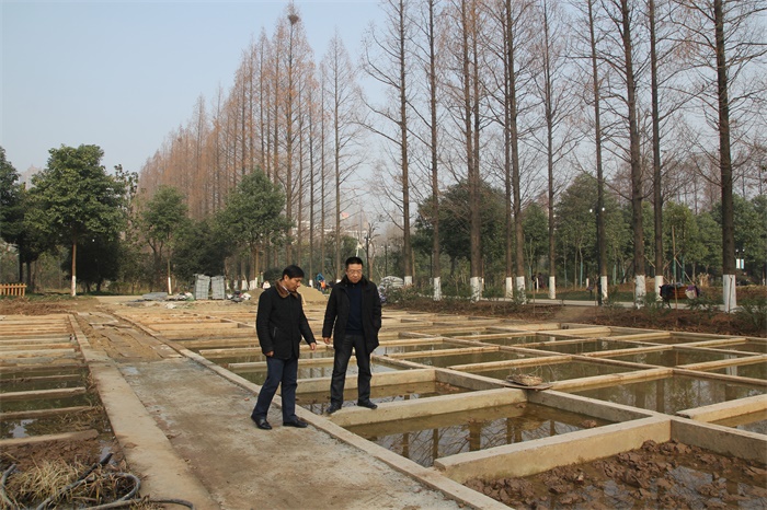舒局长查看水生植物展示区的建设