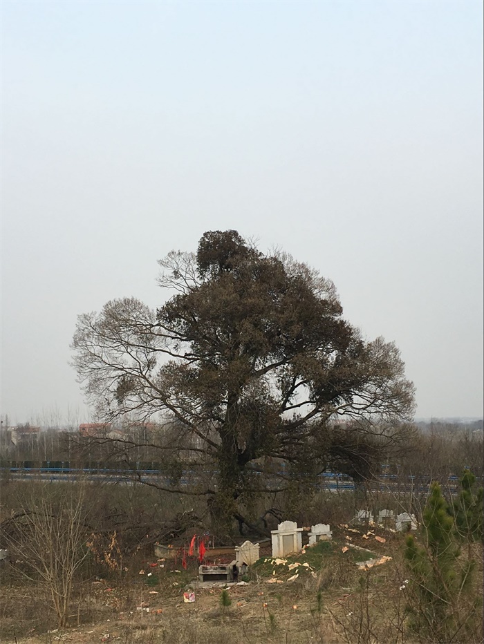 我所为新洲区古树?；ぬ峁┘际踝裳? onmousewheel=