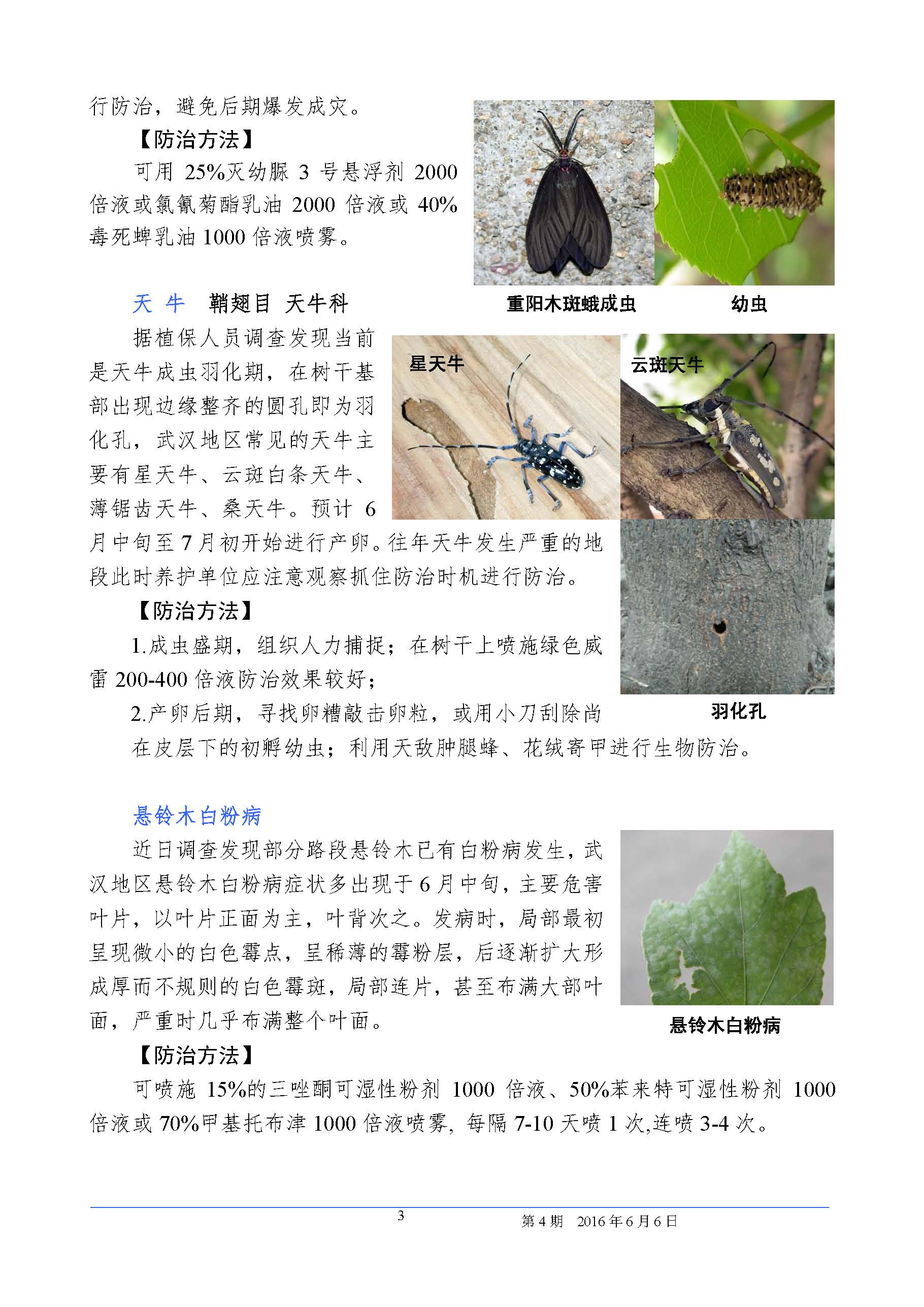 武汉园林植保信息2016年第4期