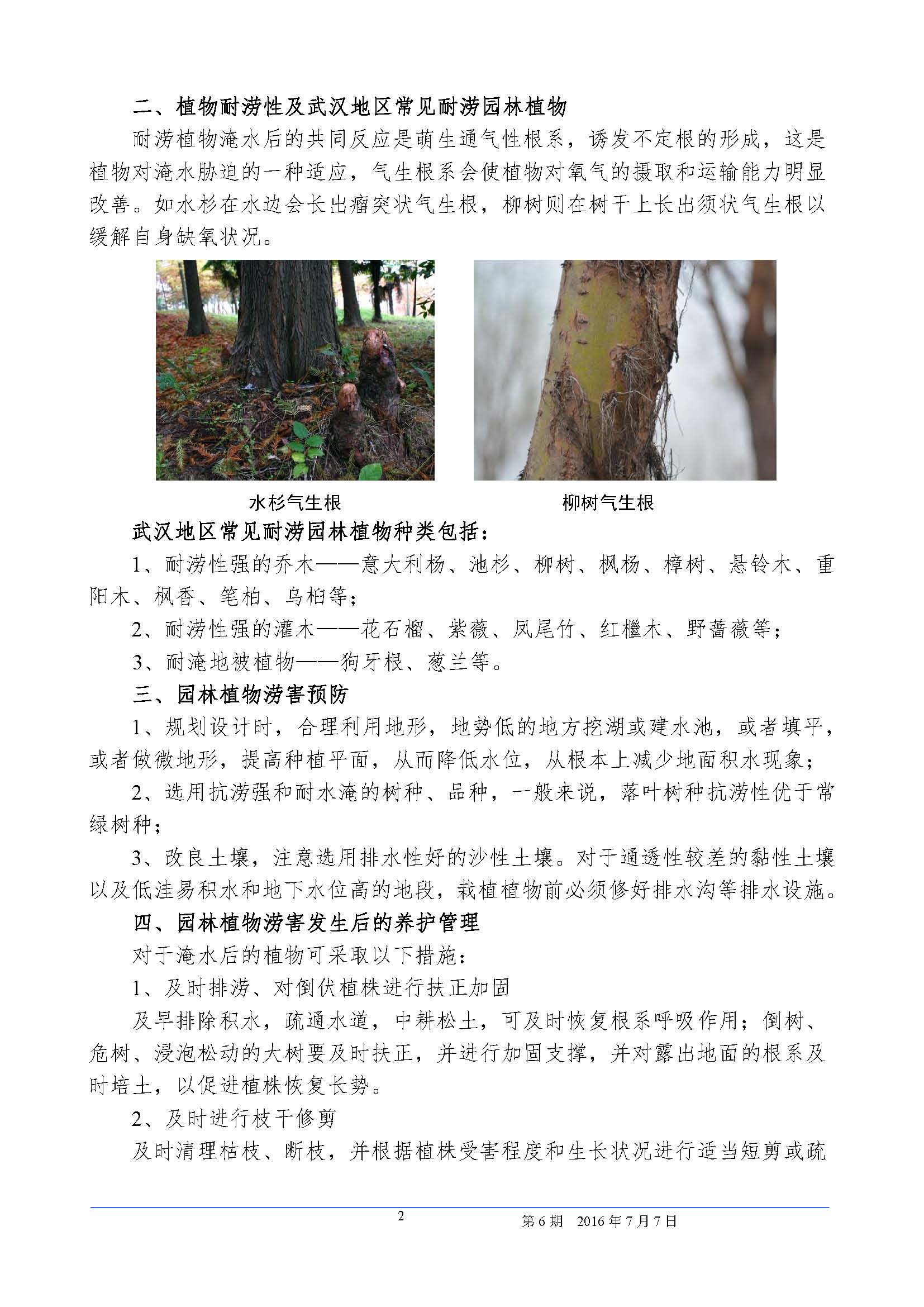 2016年6月园林植物涝害专题