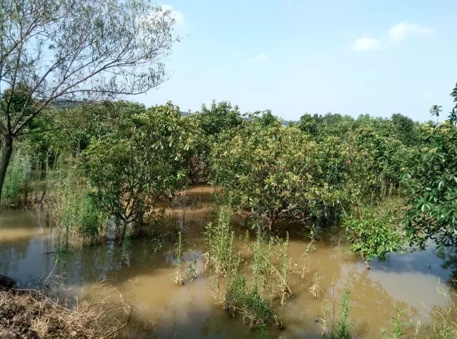 众志成城，鏖战洪灾，市园林科学研究所打响中试基地抗洪救灾保卫战！