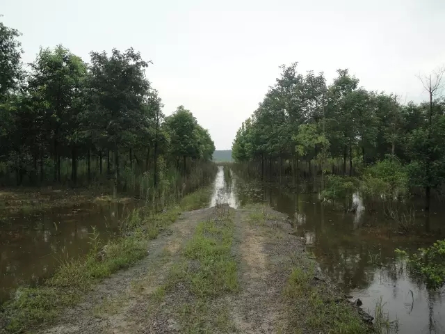 众志成城，鏖战洪灾，市园林科学研究所打响中试基地抗洪救灾保卫战！