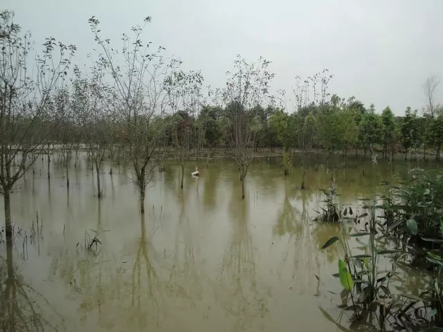 众志成城，鏖战洪灾，市园林科学研究所打响中试基地抗洪救灾保卫战！