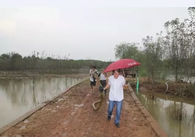 众志成城，鏖战洪灾，市园林科学研究所打响中试基地抗洪救灾保卫战！