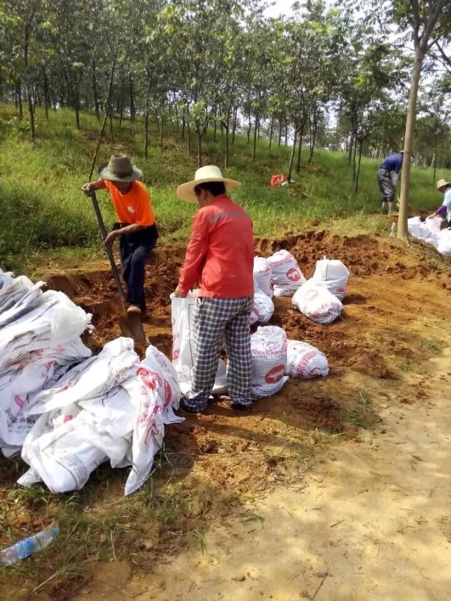 众志成城，鏖战洪灾，市园林科学研究所打响中试基地抗洪救灾保卫战！