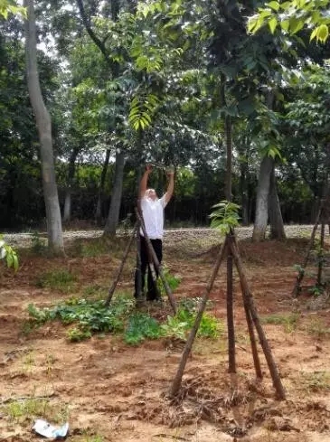 众志成城，鏖战洪灾，市园林科学研究所打响中试基地抗洪救灾保卫战！