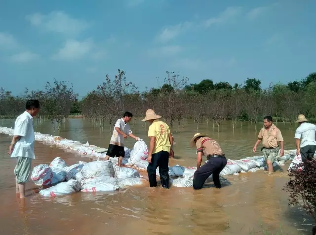 众志成城，鏖战洪灾，市园林科学研究所打响中试基地抗洪救灾保卫战！