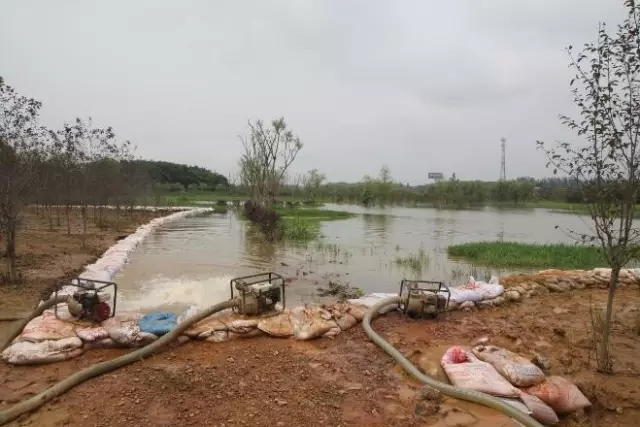 众志成城，鏖战洪灾，市园林科学研究所打响中试基地抗洪救灾保卫战！