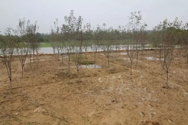 众志成城，鏖战洪灾，市园林科学研究所打响中试基地抗洪救灾保卫战！
