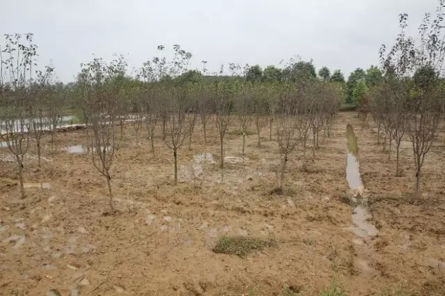 众志成城，鏖战洪灾，市园林科学研究所打响中试基地抗洪救灾保卫战！