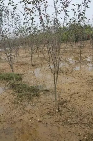 众志成城，鏖战洪灾，市园林科学研究所打响中试基地抗洪救灾保卫战！