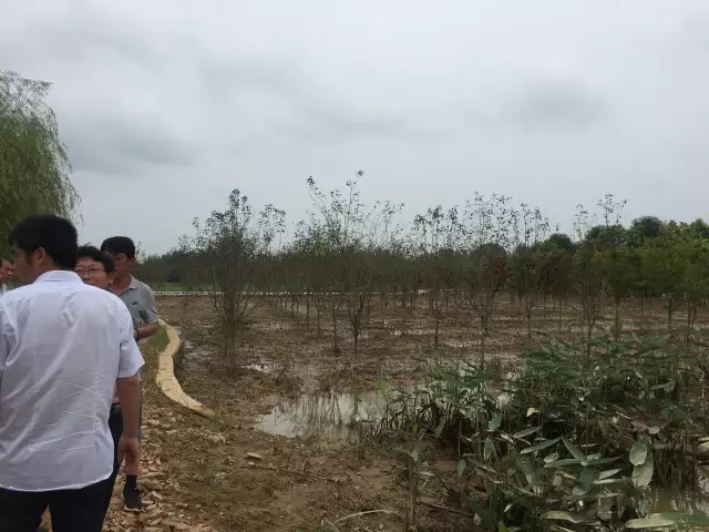 众志成城，鏖战洪灾，市园林科学研究所打响中试基地抗洪救灾保卫战！