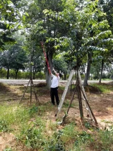 众志成城，鏖战洪灾，市园林科学研究所打响中试基地抗洪救灾保卫战！
