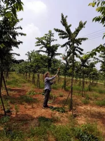 众志成城，鏖战洪灾，市园林科学研究所打响中试基地抗洪救灾保卫战！
