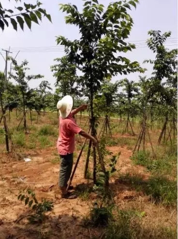 众志成城，鏖战洪灾，市园林科学研究所打响中试基地抗洪救灾保卫战！