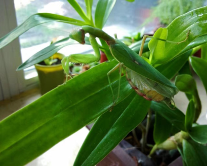 昆虫界的捕虫能手