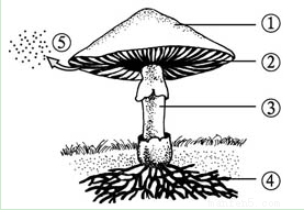 蘑菇伞下的万千世界
