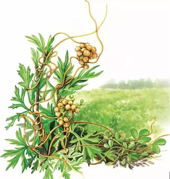 菟丝子---古代相亲最佳伴手礼