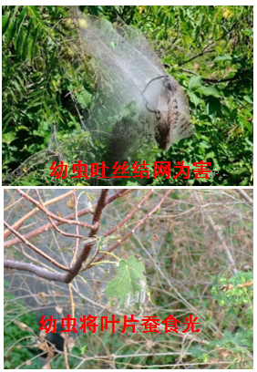 美国白蛾入侵来犯---科研院专题解答
