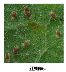 武汉市园林植保信息2017年第6期