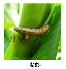 武汉市园林植保信息2017年第6期