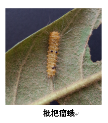 武汉市园林植保信息2017年第6期