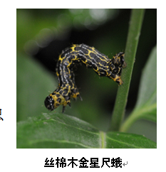 武汉市园林植保信息2017年第6期