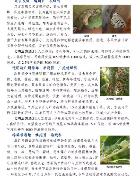 武汉市园林植保信息2017年第7期