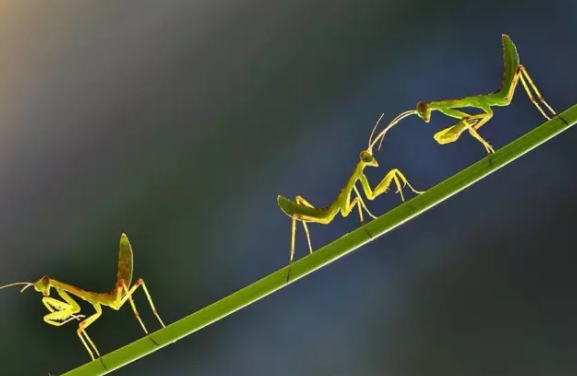 昆虫的世界你懂吗?