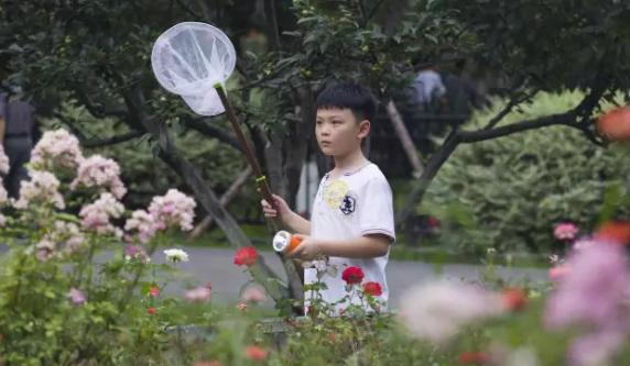 昆虫的世界你懂吗?