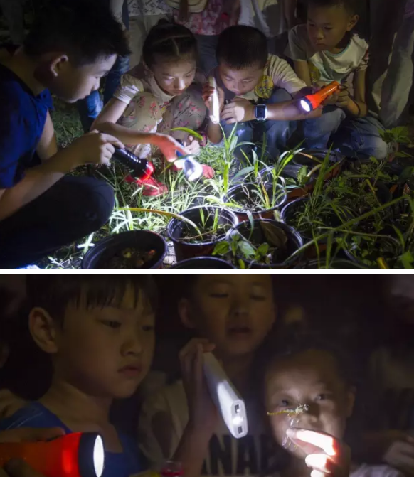 昆虫的世界你懂吗?