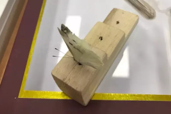 昆虫的世界你懂吗?