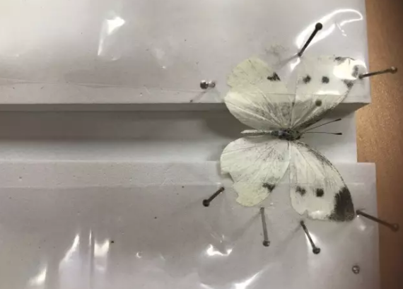 昆虫的世界你懂吗?