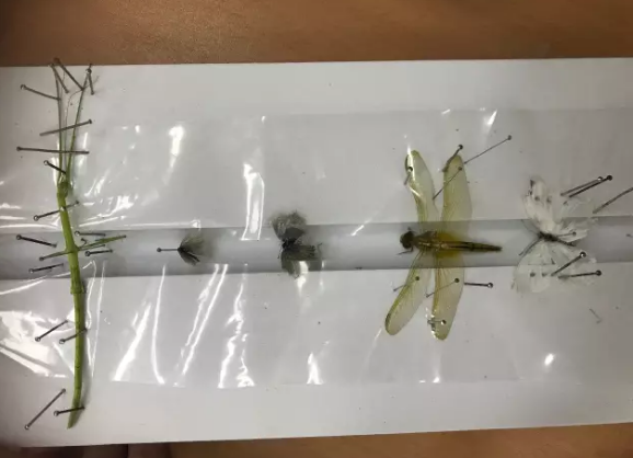 昆虫的世界你懂吗?