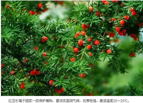 武汉这个公园偏藏奇花异草，周末带你探访这群植物界的远古来客！